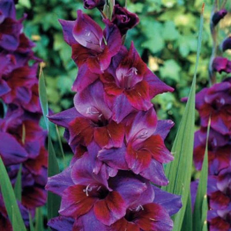 Гладиолус Алфафа 1шт