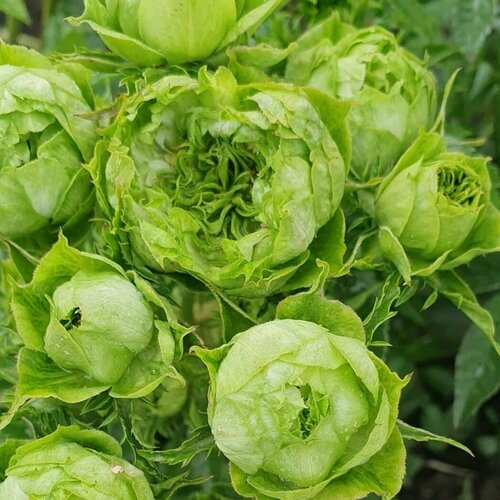 Изображение товара Роза японская Принцесса Мидори (Princess Midori) / розы, морозостойкая