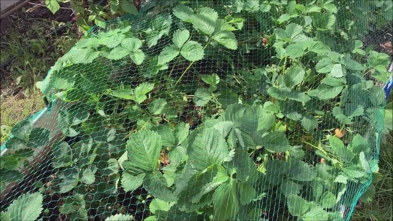 Сетка защитная от птиц для грядок клубники, кустов и плодовых деревьев, 2 х 10 м, Беларусь — фото 1