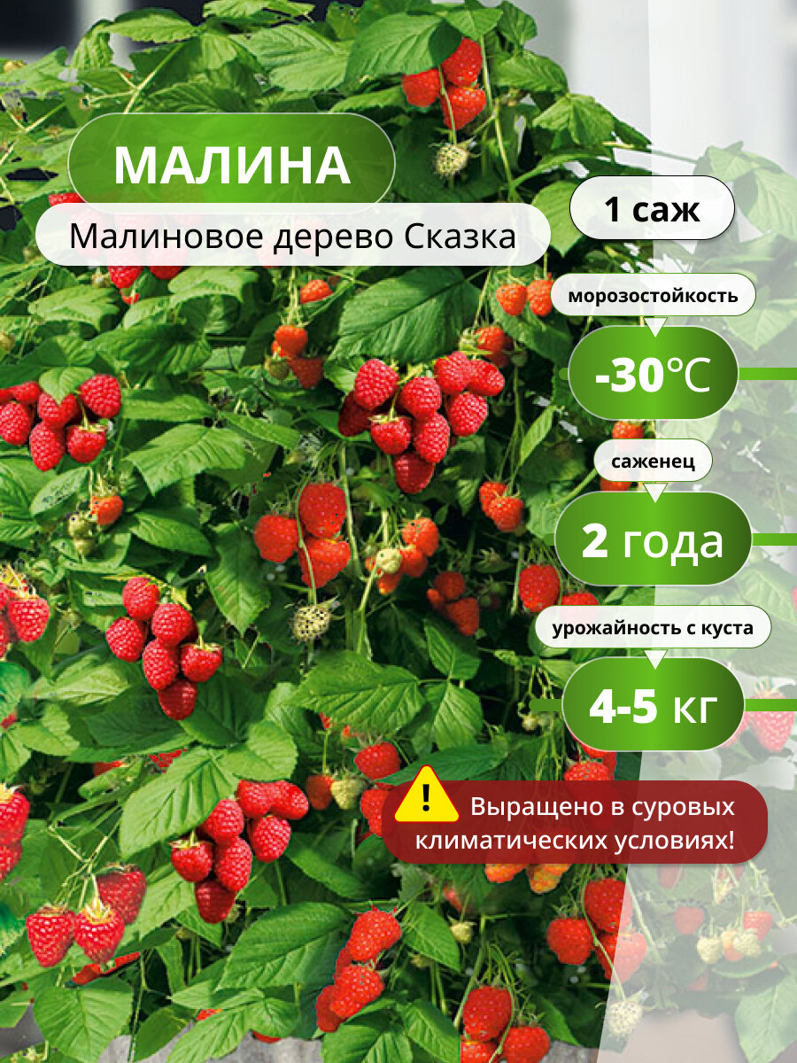 Малиновое дерево Сказка, саженец малины, цвет красный, морозостойкие