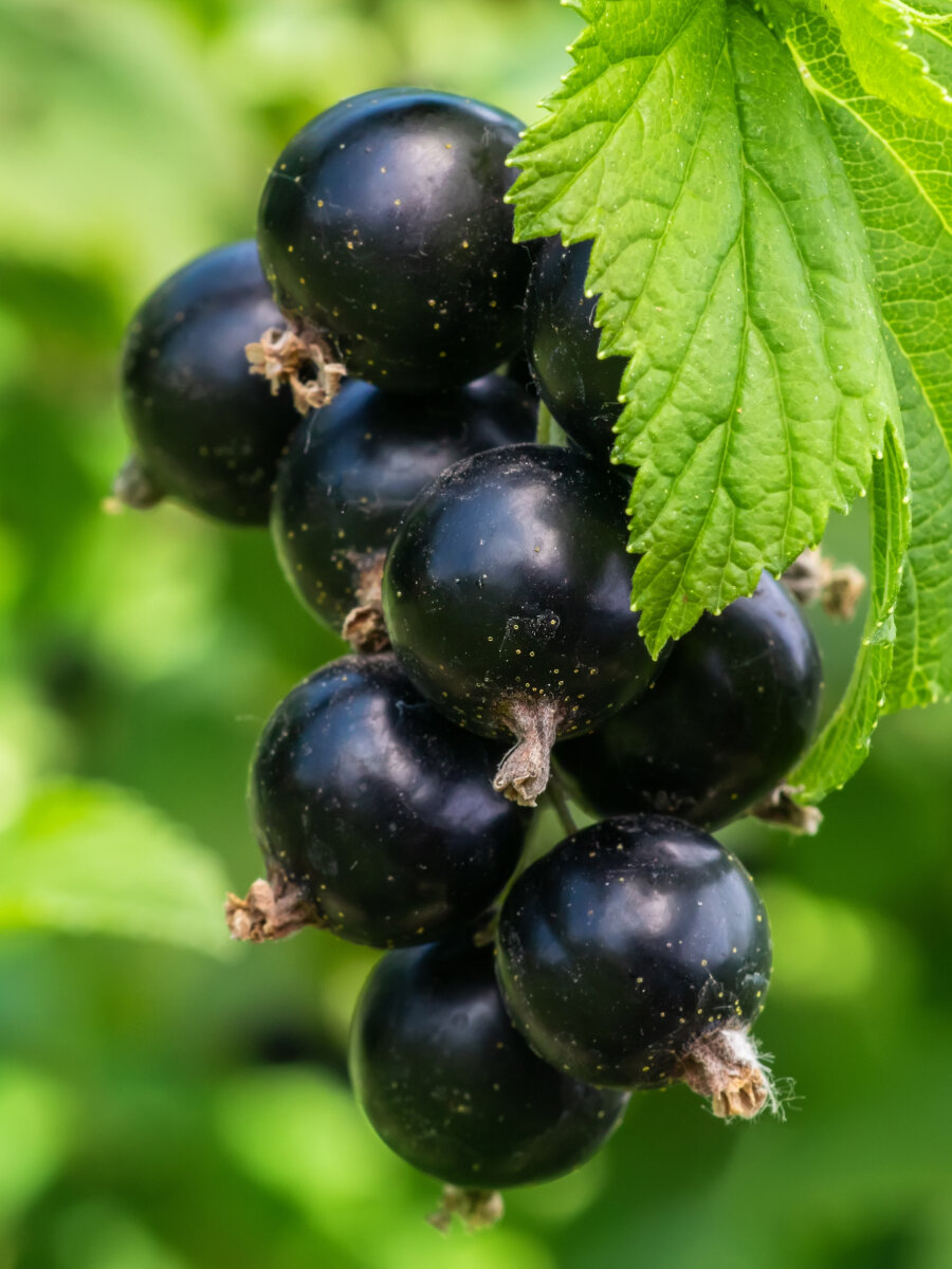 Смородина черная Блэк Мэджик 2 шт многолетняя ЗКС 15 - 2 года