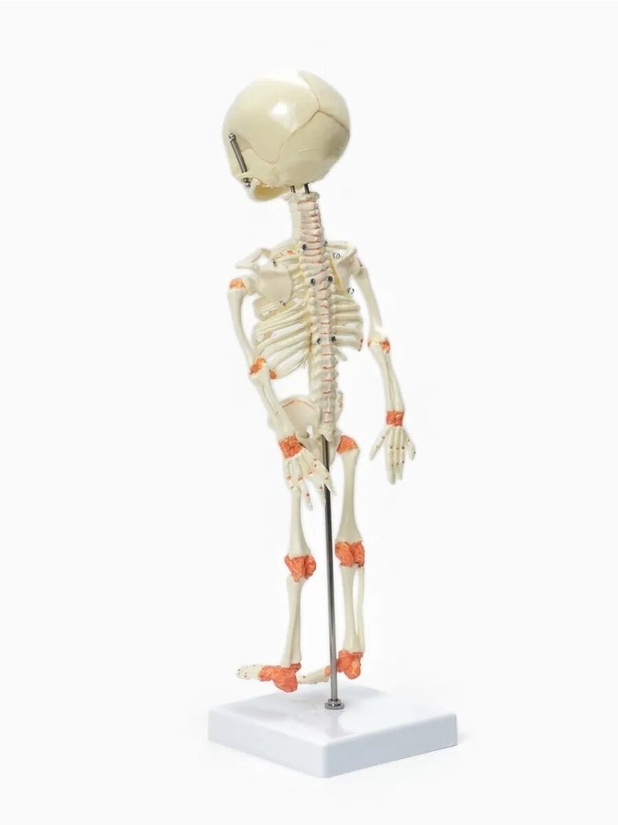 Образовательный макет плода внутриутробно 37 см