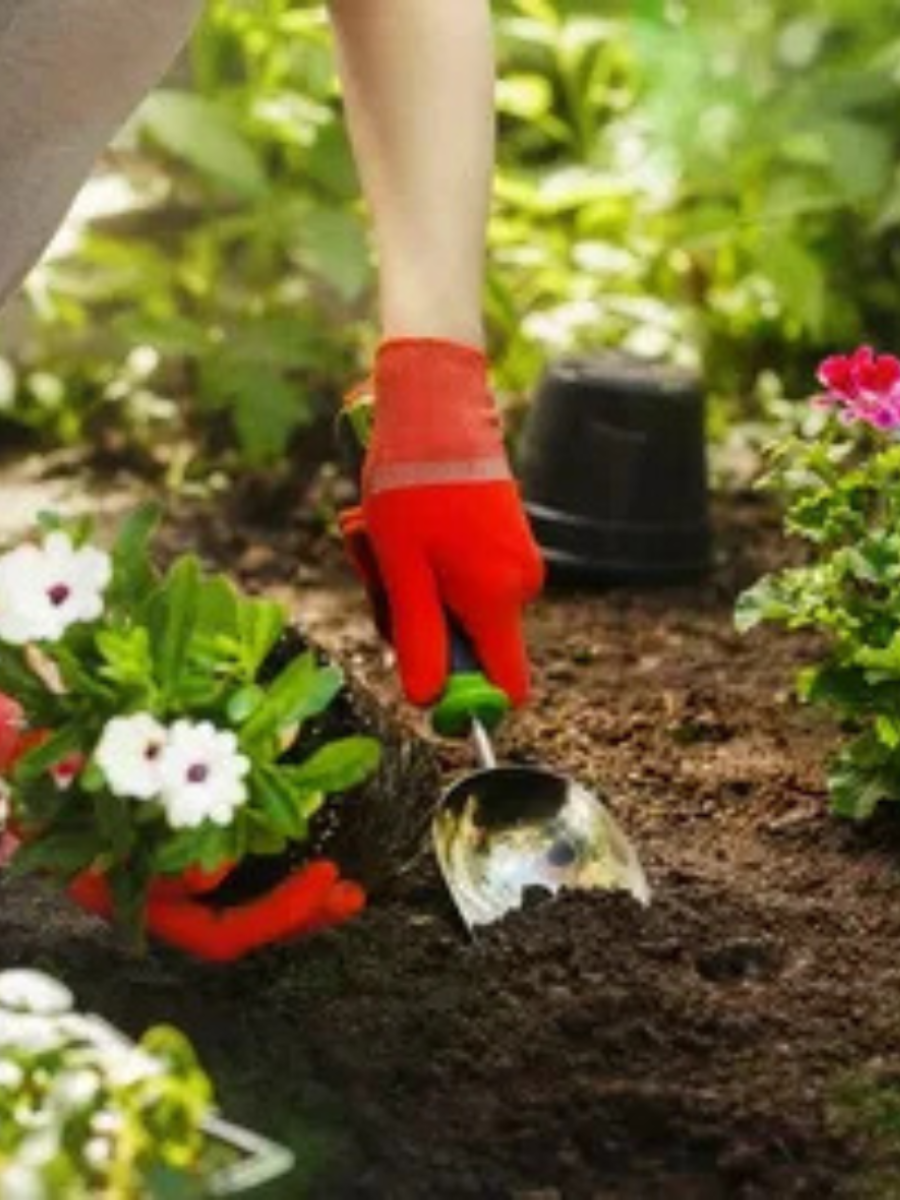 Луковицы цветов, bulbs servise, Аллиум Микс , разноцветный ( 10 штук ) — фото 1