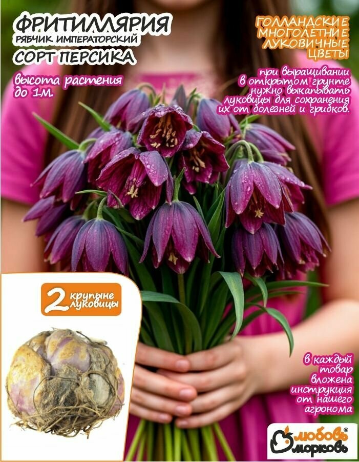 Луковичные цветы Фритиллярия Персика 2шт