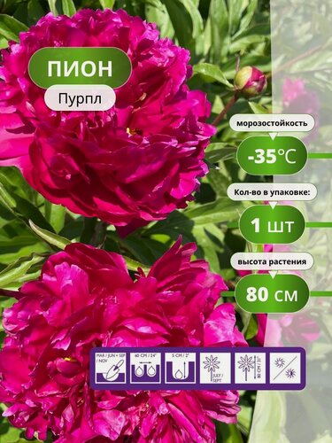 Изображение товара Пион Holland Bulb Market "Пурпл", многолетнее, малиново-красный цвет