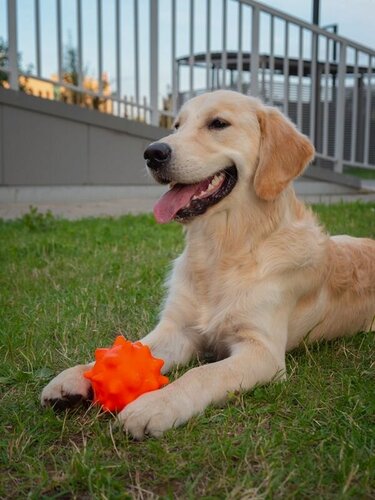 Изображение товара Игрушка для собак Japan Premium Pet мячик-недавашка с функцией чистки зубов для крупных пород