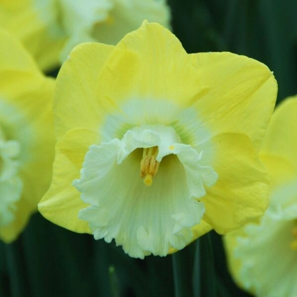 Нарцисс крупнокорончатый Сноу Фриллз 5 шт