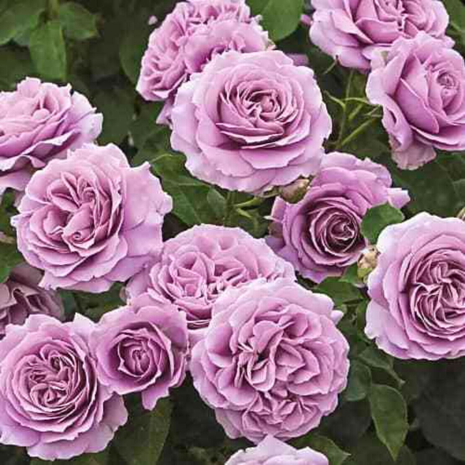 Крупный план цветка розы Лав Сонг с каплями воды на лепестках