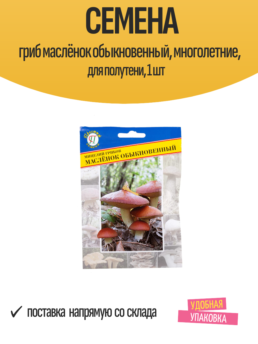 Семена гриб маслёнок обыкновенный многолетние для полутени 1 шт