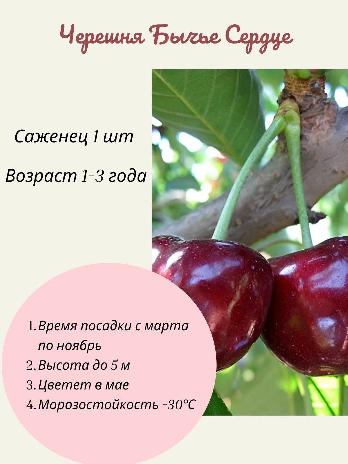 Черешня Бычье Сердце саженец 1 шт