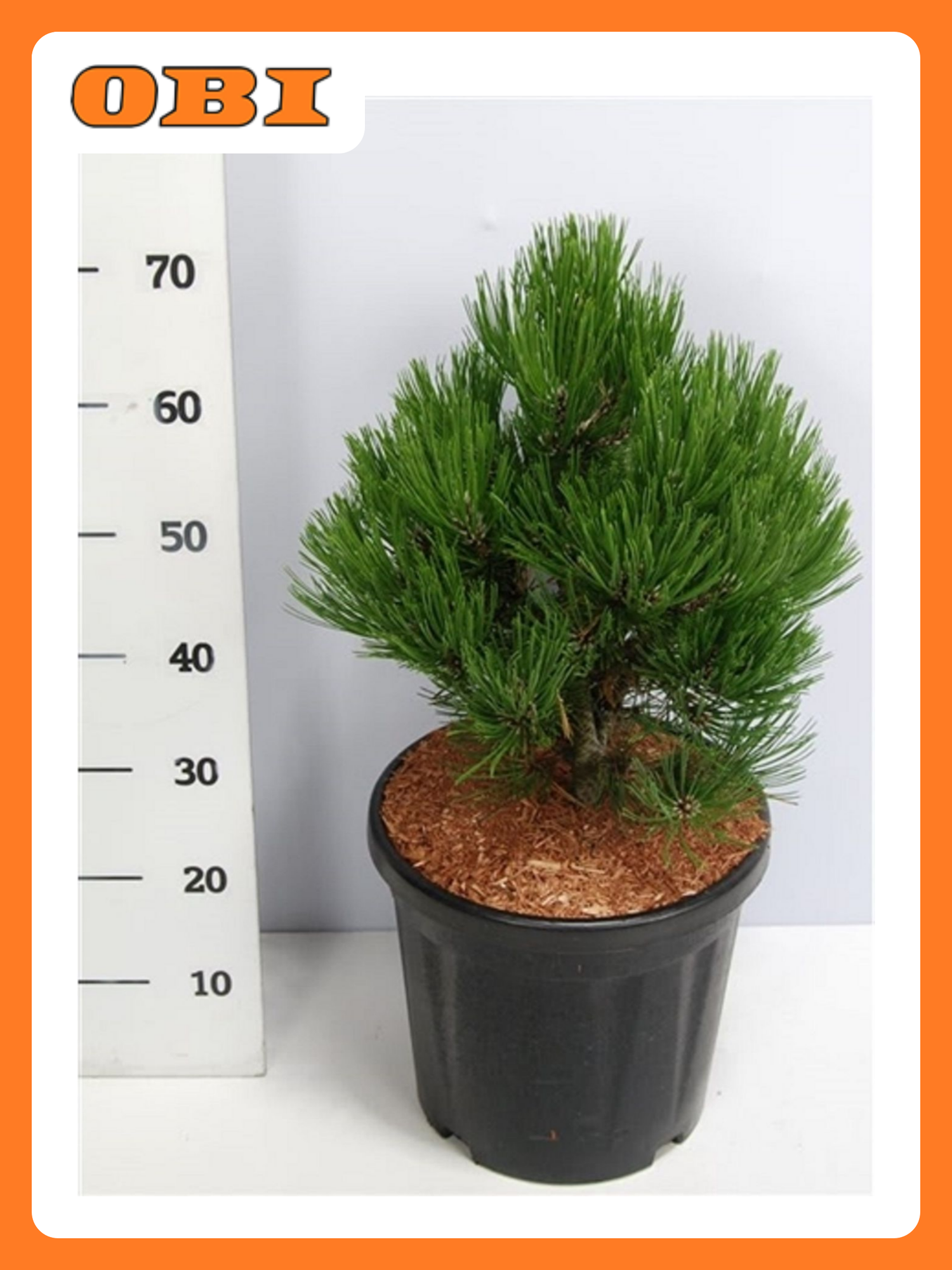 Растение Сосна компакт гем 884865 С10 H50-60