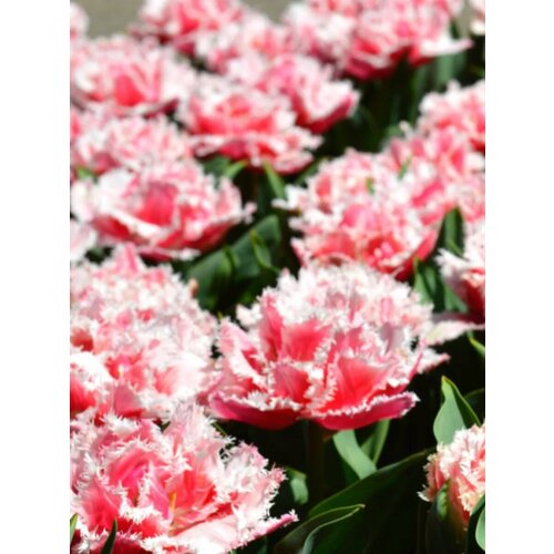 Луковицы Тюльпан Куинсленд - 10 шт 1053₽