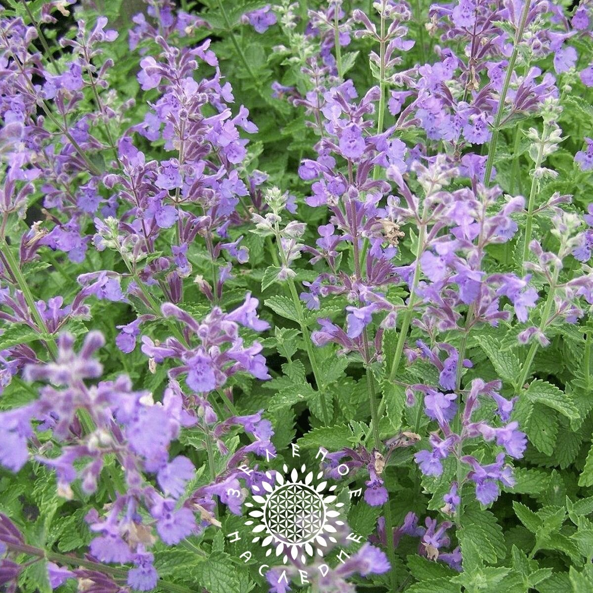 Семена Котовник лимонный (лат. Nepeta cataria var.citridora L.) 50шт от Green Legacy — фото 1