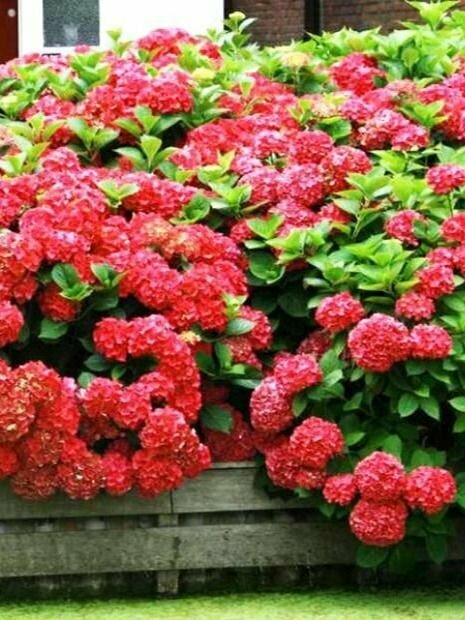 Гортензия крупнолистная Ред Энджел - Hydrangea macrophylla Red Angel (саженец ЗКС - контейнер 0,5 л)/ делёнки многолетних растений, корни / для дачи, сада, дома и балкона