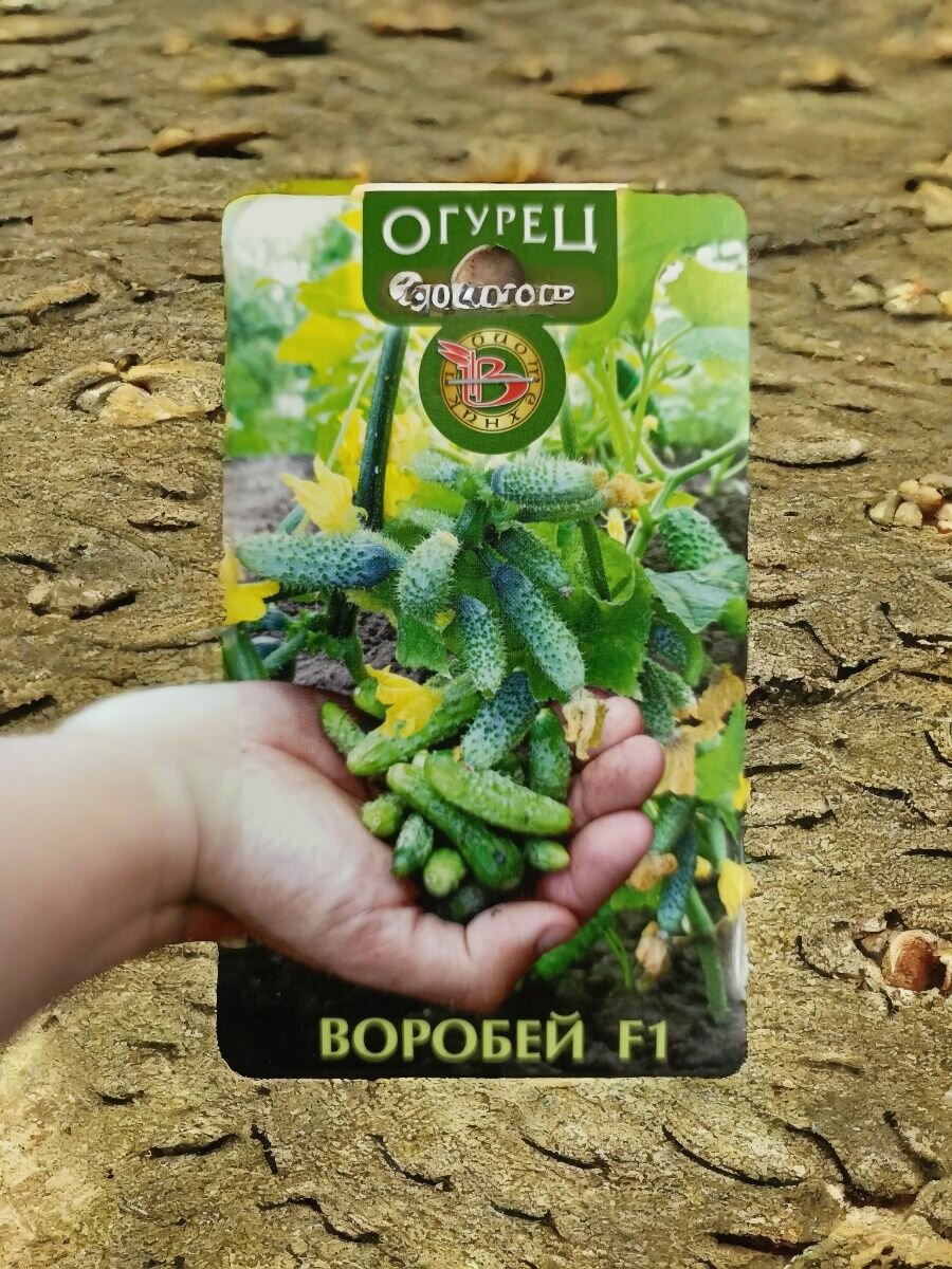 Семена огурца на пикули Воробей   Биотехника   гибрид пучкового типа   с растянутым периодом плодоношения  