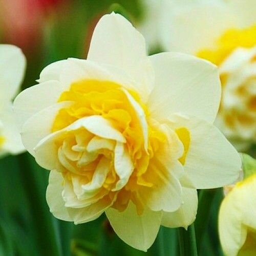 Нарцисс Unique 5 шт