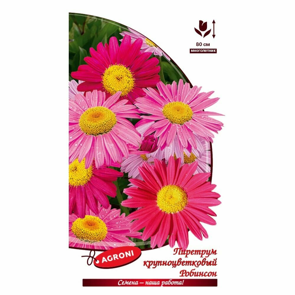 Пиретрум крупноцветковый Робинсон 01 г