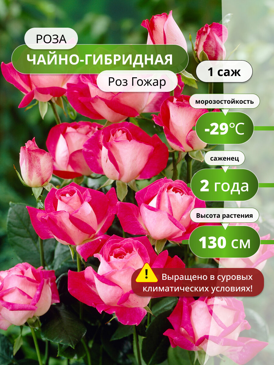 Роза чайно-гибридная Роз Гожар (Rose Gaujard) / 1 шт розы