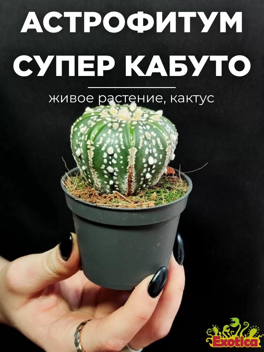 Астрофитум Супер Кабуто (Astrophytum Super Kabuto) D5см растение в горшке
