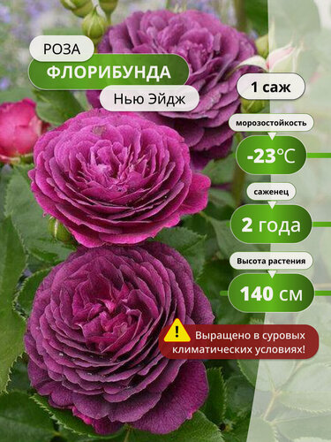 Изображение товара Роза флорибунда Нью Эйдж (New Age) / 1 шт, розы, пионовидные, ароматные