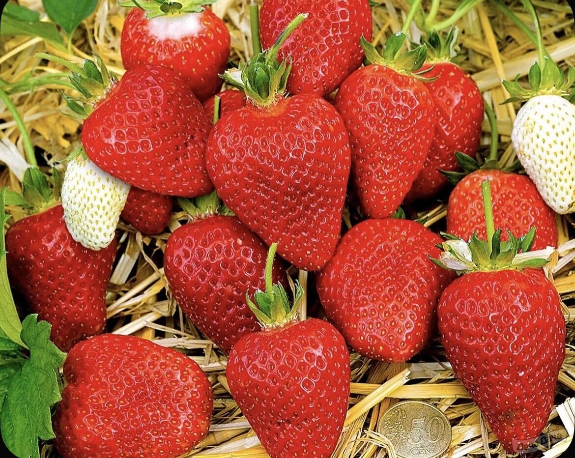 Клубника Альба