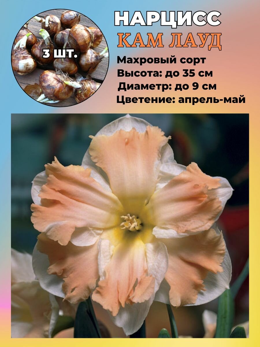 Нарцисс махровый луковицы 3 штуки
