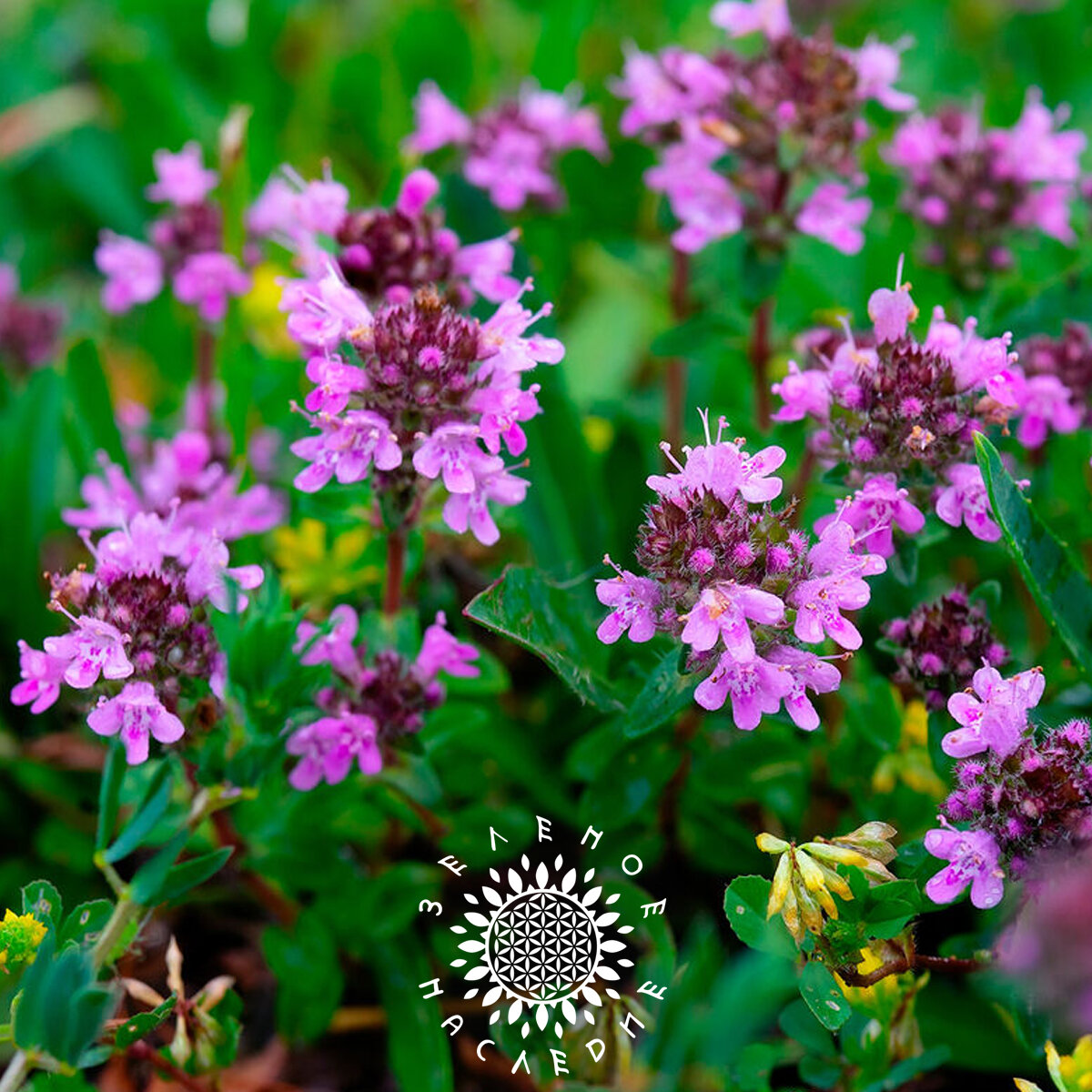 Семена Тимьян овощной - Чабрец - Медок (лат. Thymus L.) 50шт от Green Legacy — фото 1