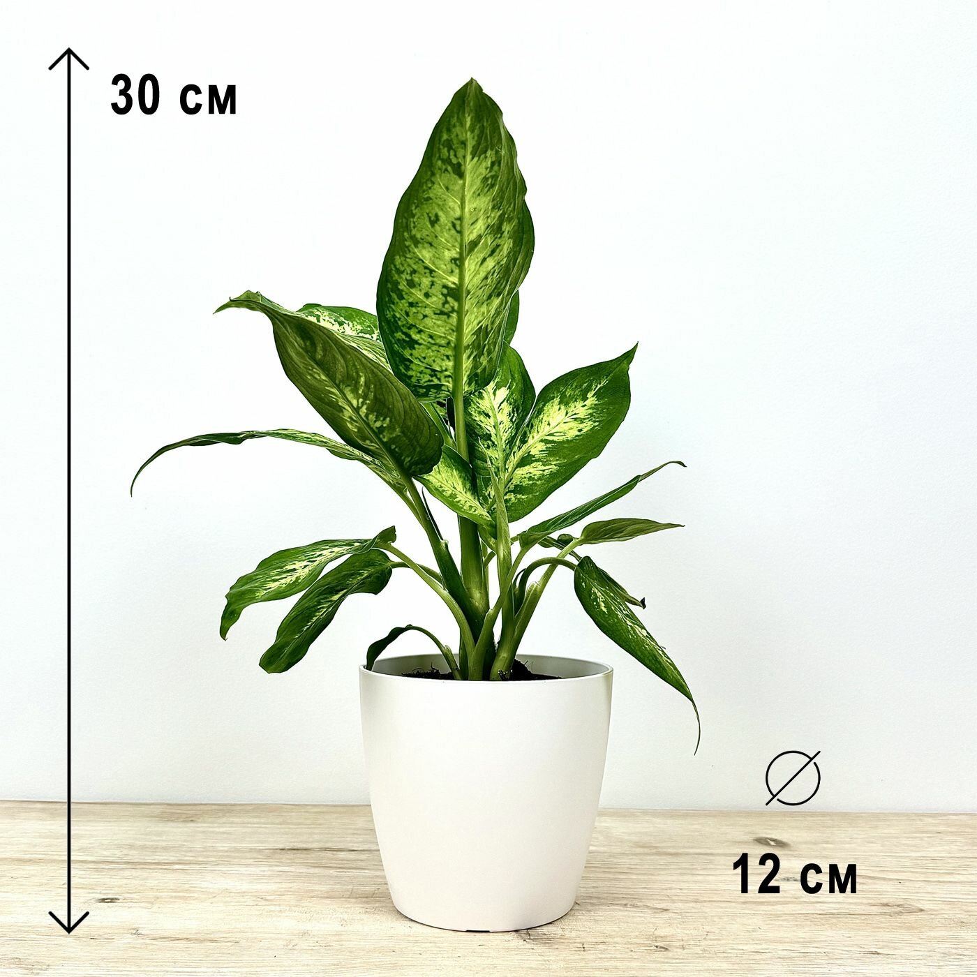 Диффенбахия в пластиковом белом кашпо высота композиции 30-35см