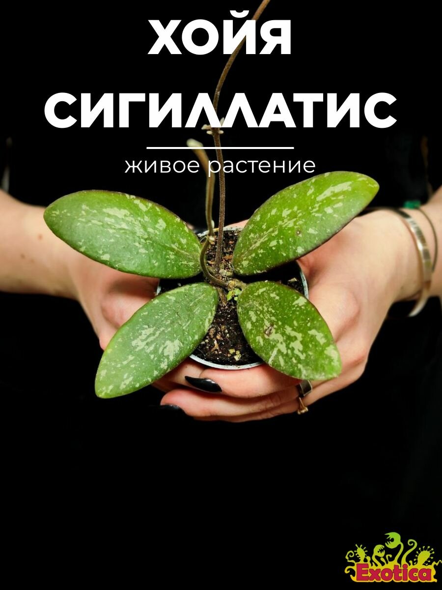 Хойя Сигиллатис (Ноуа Sigillatis) D6см домашний цветок