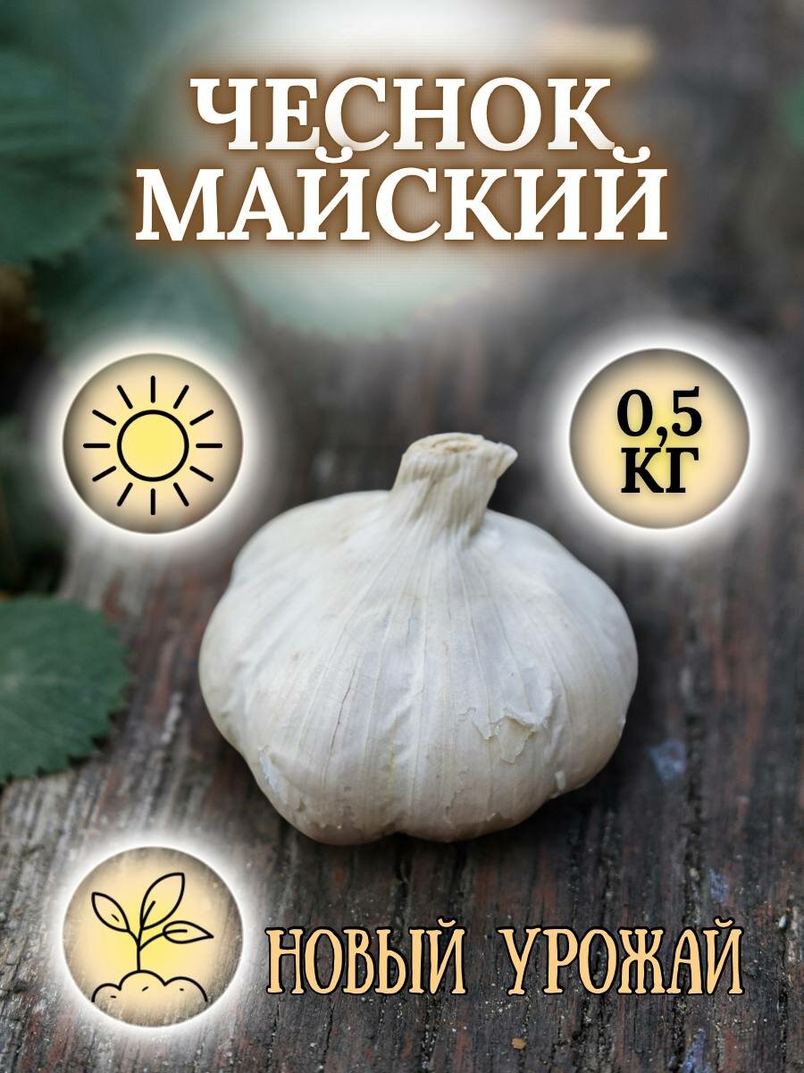 Крымский чеснок на посадку Майский  раннеспелый  озимый  высокоурожайный  5шт