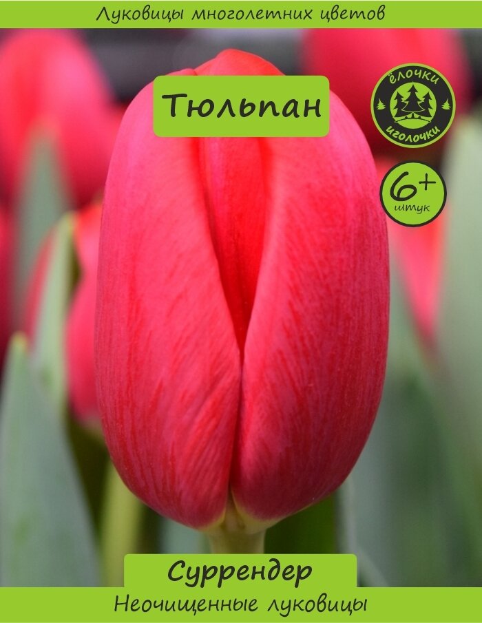 Тюльпан Луковица Сурриндер 6 шт