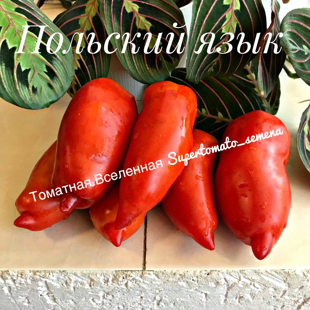 Польский язык. Семена томатов. 10 шт
