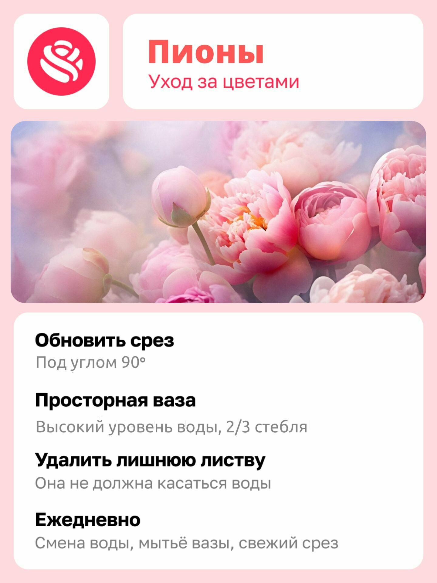 Букет из 5 белых пионов "Пломбир" в серой пленке от АзалияНау — фото 1