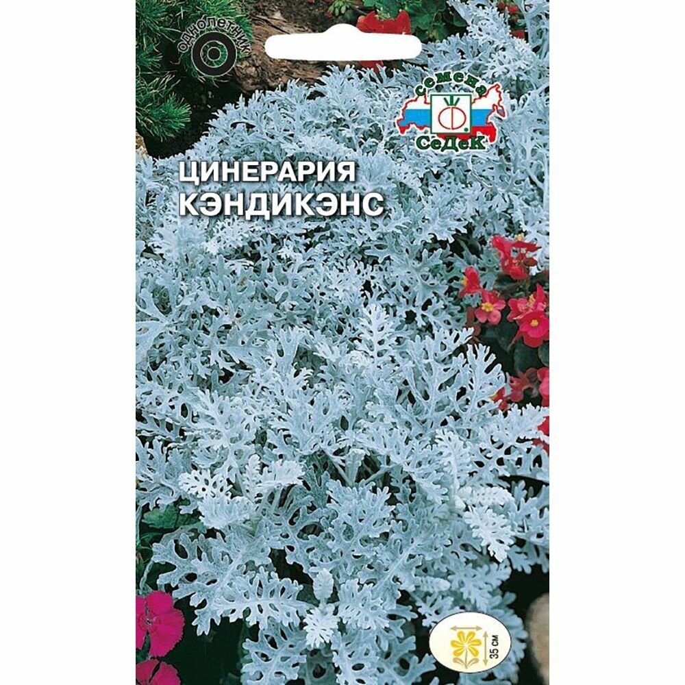 Цинерария Кэндикенс 0,1 г 3 штуки в наборе
