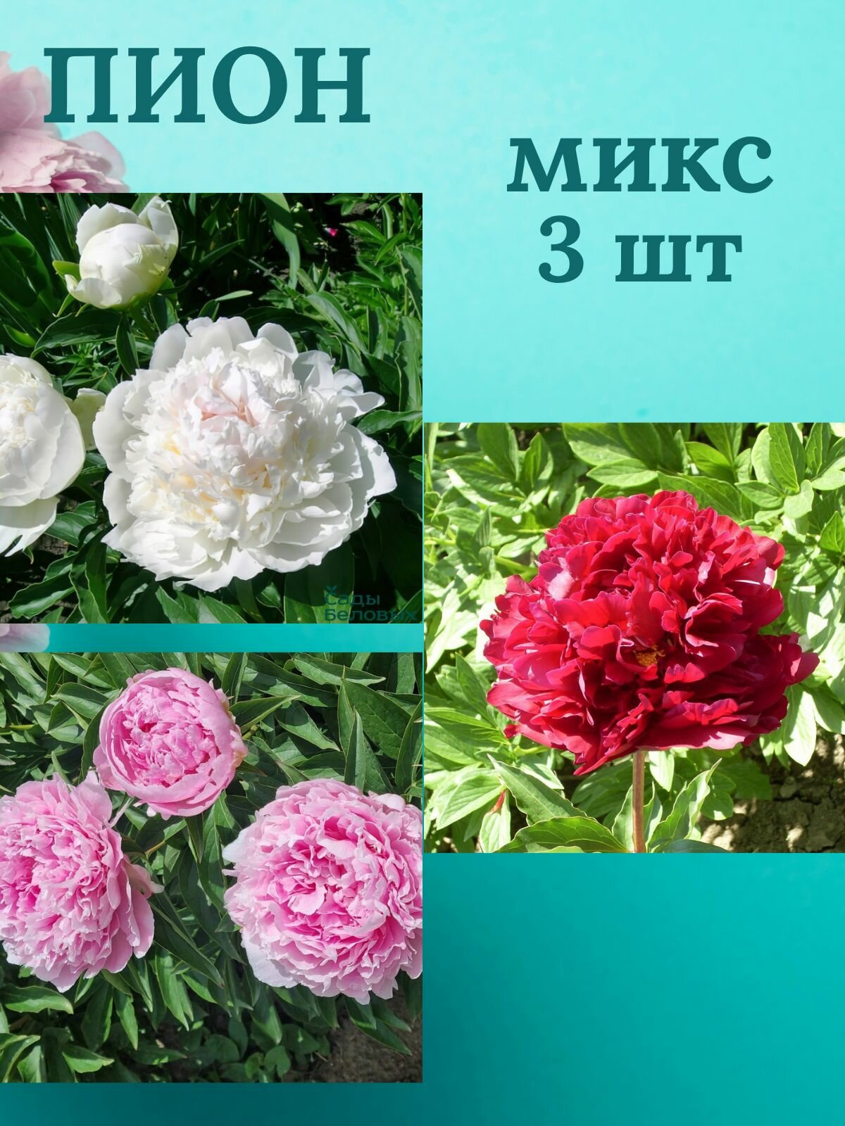 Пионы многолетние цветы Микс из 3 штук