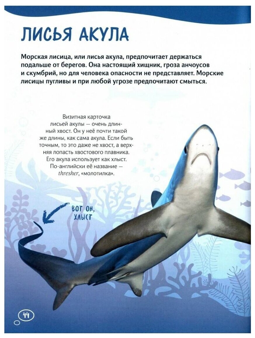 Мегалодон и другие акулы (Егорова С. Е.) — фото 1