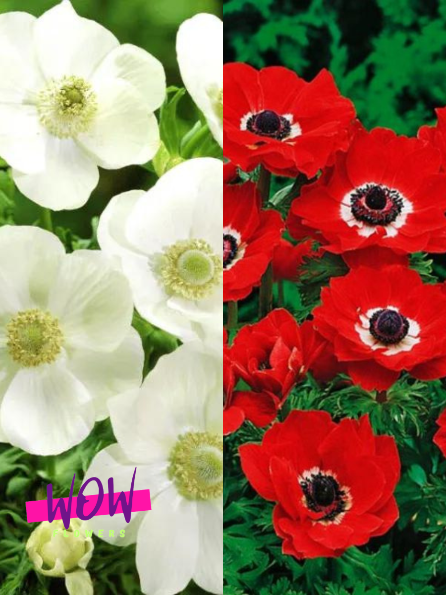 Луковицы цветов  WOW FLOWERS  Анемона Зе Брайд 10 шт\ Анемона Голландия 10шт