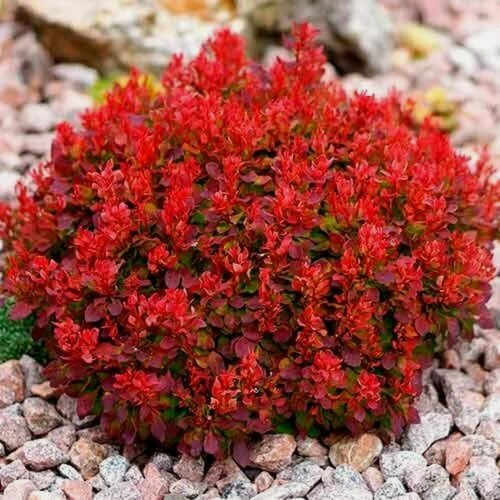 Изображение товара Барбарис Ред Джевел (Berberis Red Jewel) / 1 шт, морозостойкий сорт
