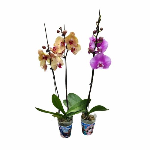 Фаленопсис 1ст.