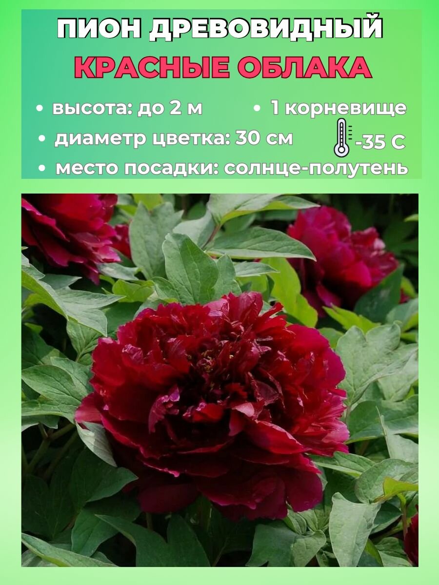 Пион древовидный корневище 1 штука
