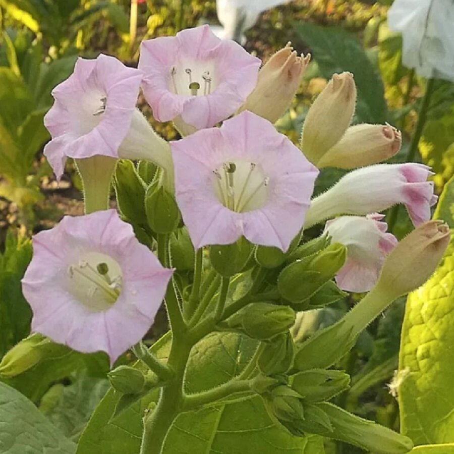 Картинки Семена Deodar SEEDS COMPANY Табак ВМС-24, 300 шт.