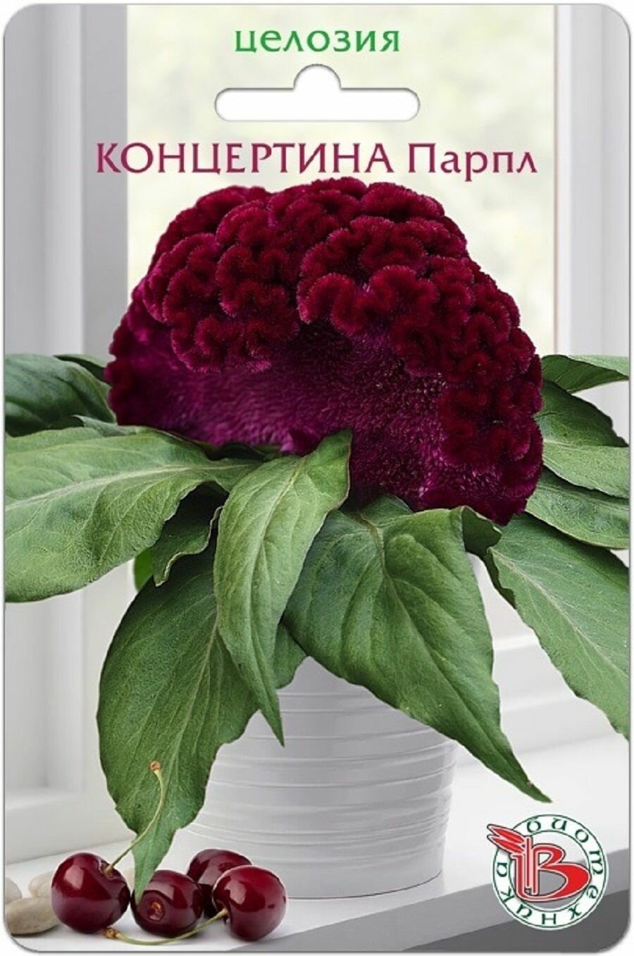Целозия горшечная Концертина Парпл / 8 семян Биотехника