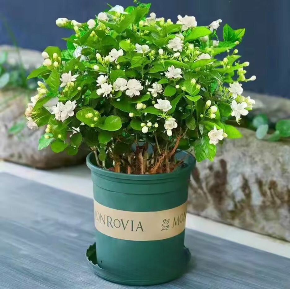 Жасмин комнатный аромат и декор для дома красивое растение семена 5 штук