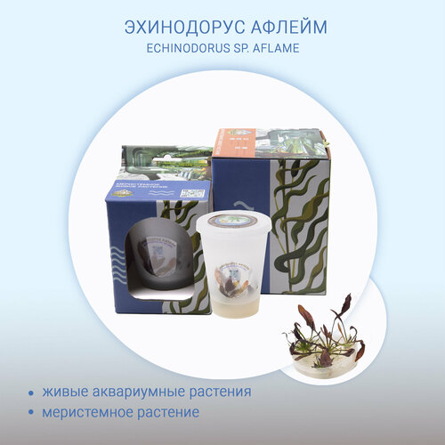 Эхинодорус афлейм ECHINODORUS SP AFLAME меристема живые растения in-vitro для аквариума 390₽