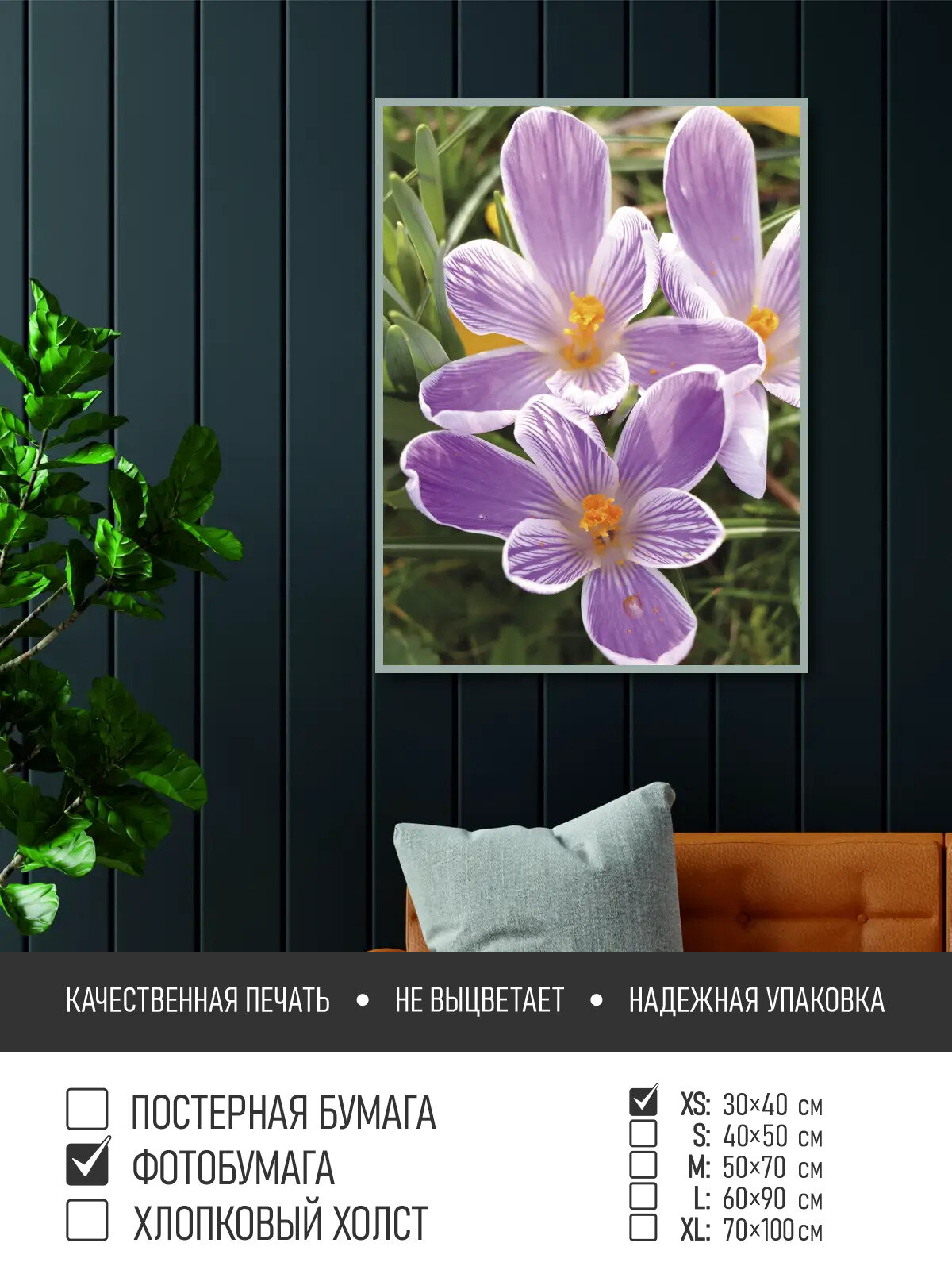 Постер на фотобумаге Фиолетовый крокус вид сверху 30х40 см ПолиЦентр цифровая фотопечать