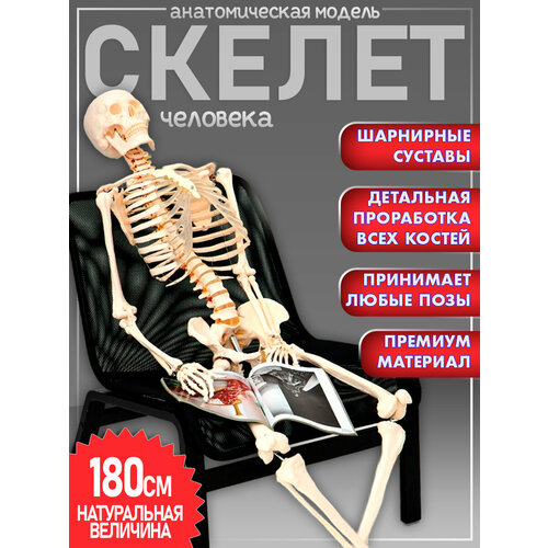 фото Анатомическая модель скелета взрослого человека разборная в натуральную величину 180см retorsa