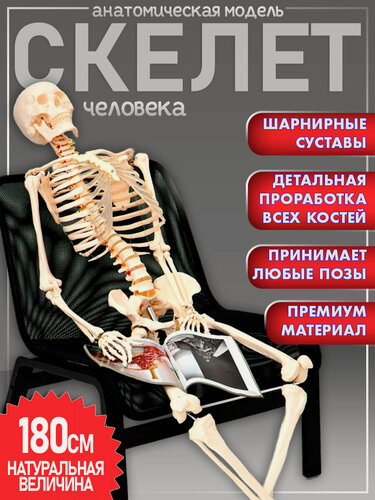 Изображение товара Анатомическая модель скелета взрослого человека разборная в натуральную величину 180см