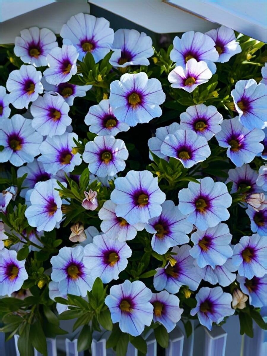 Калибрахоа професииональные семена