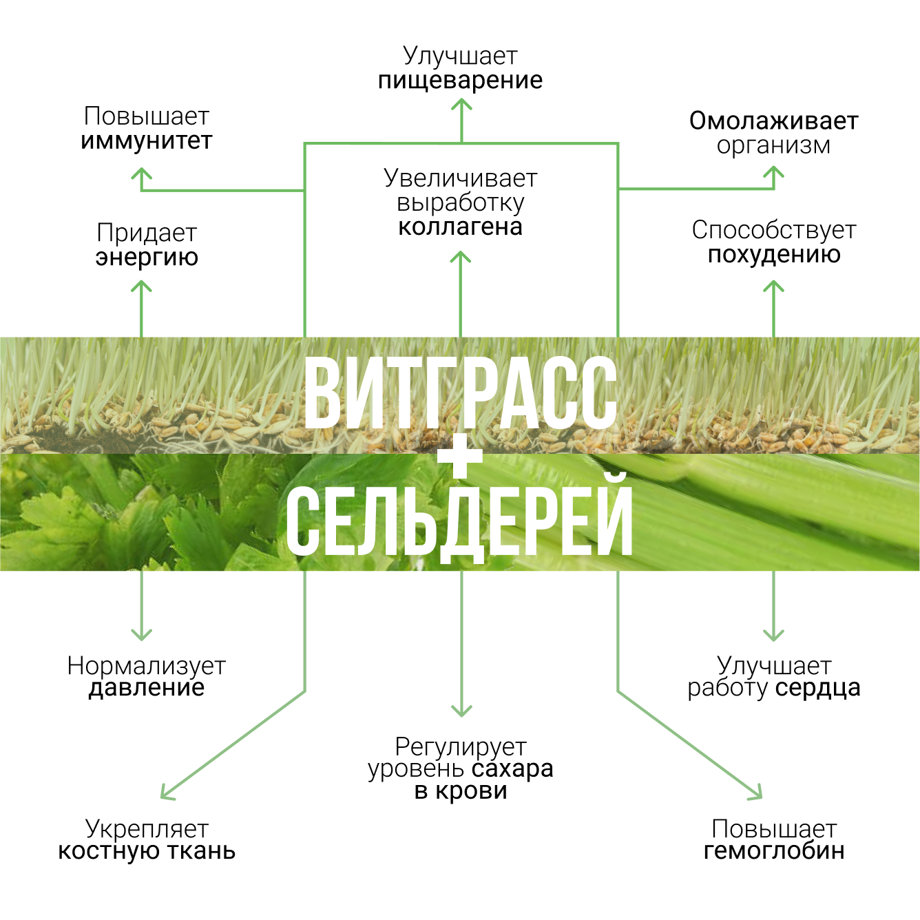 Дренажный напиток для похудения витграсс+сельдерей детокс — фото 1