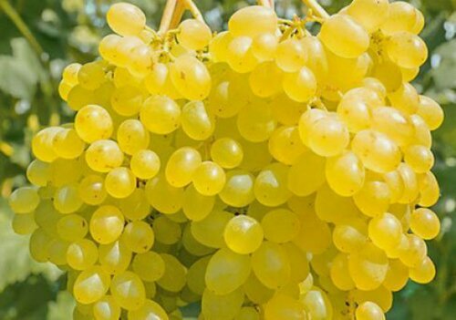 Изображение товара Виноград "Сверхранний", белый/желтый, многолетник, высота 100см, 2